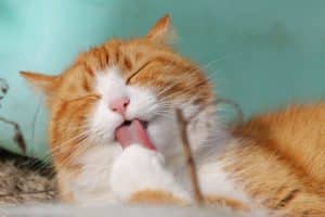 Cat Licking its Paws with Eyes Closed